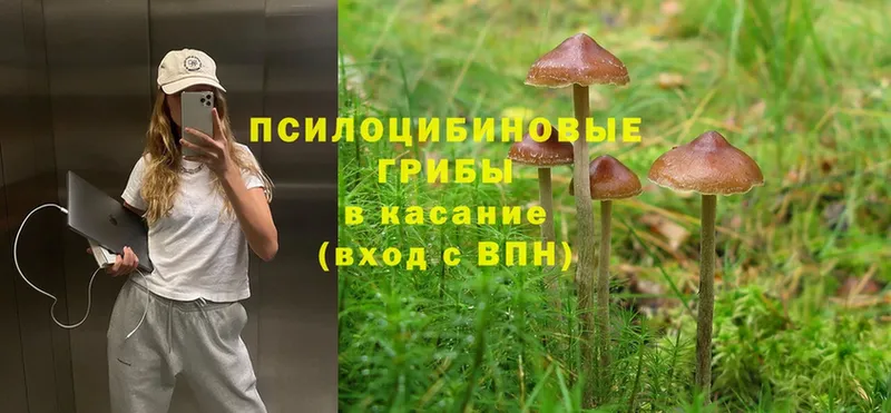 цены   Новошахтинск  Псилоцибиновые грибы Cubensis 